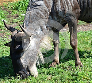 The wildebeest or wildebai,