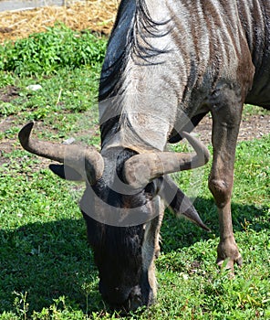 The wildebeest or wildebai,
