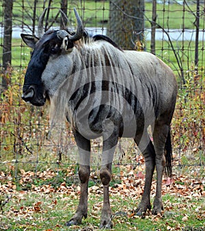 The wildebeest or wildebai