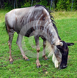 The wildebeest or wildebai,