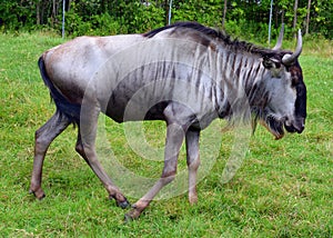 The wildebeest or wildebai,