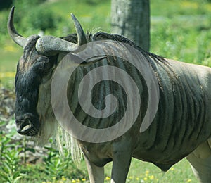 The wildebeest or wildebai