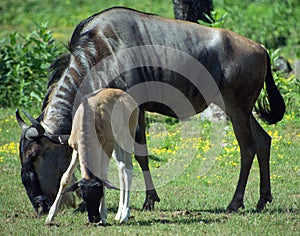 The wildebeest or wildebai