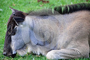 The wildebeest or wildebai, also called the gnu