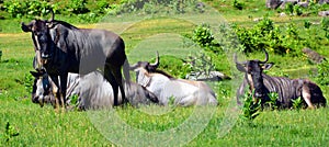 The wildebeest or wildebai, also called the gnu