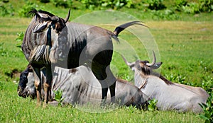 The wildebeest or wildebai, also called the gnu