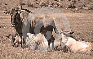 The wildebeest or wildebai, also called the gnu