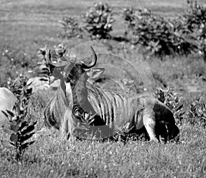 The wildebeest or wildebai, also called the gnu
