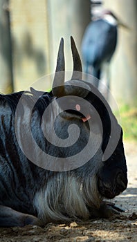 The wildebeest or wildebai, also called the gnu