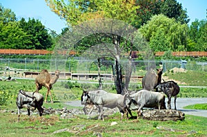 The wildebeest or wildebai, also called the gnu