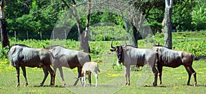 The wildebeest or wildebai, also called the gnu