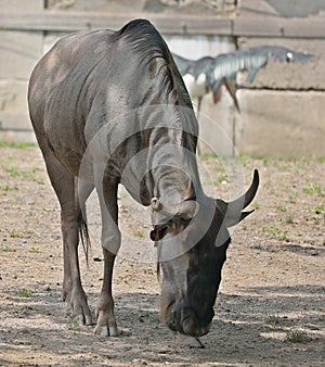 Wildebeest or wildebai, also called the gnu