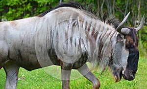The wildebeest or wildebaii photo