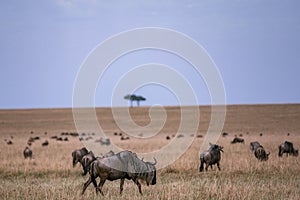 Wildebeest Wildlife Animals Mammals at the savannah grassland wilderness hill shrubs great rift valley maasai mara national