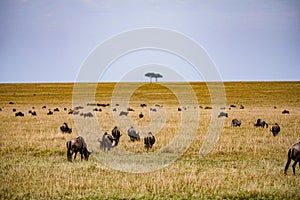 Wildebeest Wildlife Animals Mammals at the savannah grassland wilderness hill shrubs great rift valley maasai mara national