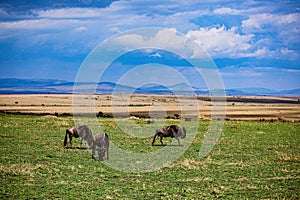 Wildebeest Wildlife Animals Mammals at the Savannah grassland wilderness hill shrubs great rift valley maasai mara national game