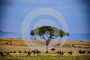 Wildebeest Wildlife Animals Mammals at the savannah grassland wilderness hill shrubs great rift valley maasai mara national game