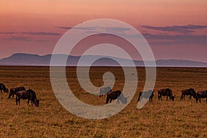 Wildebeest Wildlife Animals Mammals at the savannah grassland wilderness hill shrubs great rift valley maasai mara national game