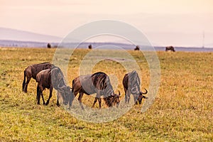 Wildebeest Wildlife Animals Mammals at the savannah grassland wilderness hill shrubs great rift valley maasai mara national game