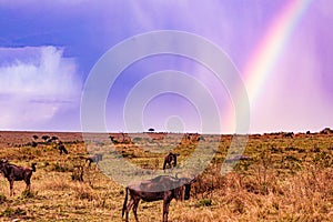 Wildebeest Wildlife Animals Mammals at the savannah grassland wilderness hill shrubs great rift valley maasai mara national game