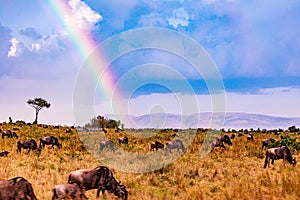 Wildebeest Wildlife Animals Mammals at the savannah grassland wilderness hill shrubs great rift valley maasai mara national game