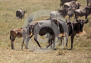 A Wildebeest with a young calf