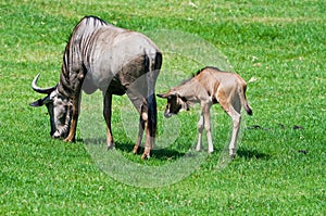 Wildebeest young and Mother