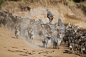 Wildebeest and Zebra along the Mara river, Kenya
