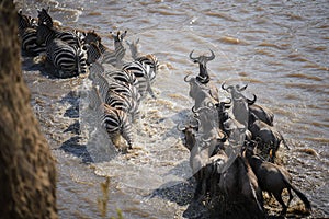 Wildebeest and Zebra crossing the Mara River