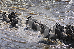 Wildebeest and Zebra crossing the Mara River