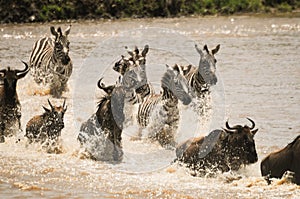 Wildebeest and zebra ford the Mara River in Tanzania
