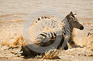 Wildebeest and zebra ford the Mara River in Tanzania during the migration.