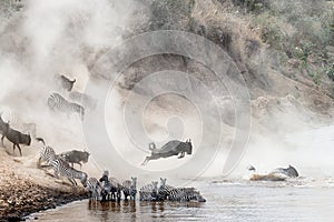 Wildebeest and Zebra Mara River Crossing