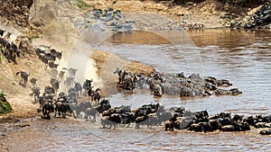 Wildebeest and Zebra Migration Crossing Mara River