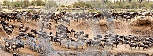 Wildebeest and Zebra Migration Web Banner