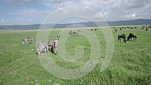 Wildebeest and zebra in Ngorongoro Crater, Tanzania