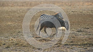 Wildebeest and Zebra Walk Together Across Field