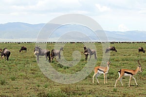 The Great Serengeti Migration