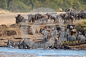 Wildebeest and zebras crossing the river Mara