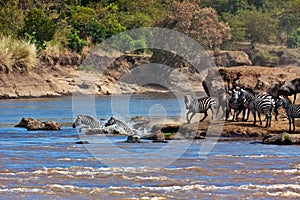 Wildebeest and zebras crossing the river Mara photo