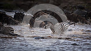 Wildebeest and zebras crossing the river in an open field in Masai Mara, Kenya