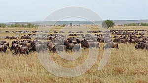 Wildebeest and zebras grazing - Masai Mara