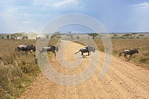 Wildebeests