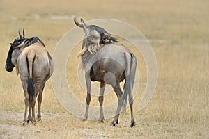 Wildebeests