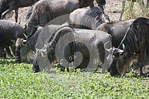 Wildebeests