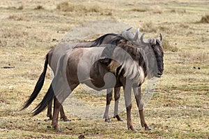 Wildebeests