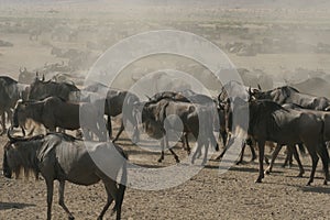 Wildebeests