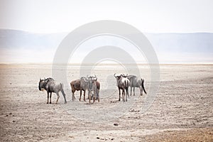 Wildebeests, also called gnu antelopes Connochaetes