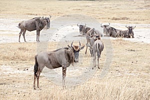 Wildebeests, also called gnu antelopes Connochaetes