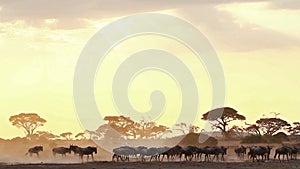 Wildebeests in Amboseli